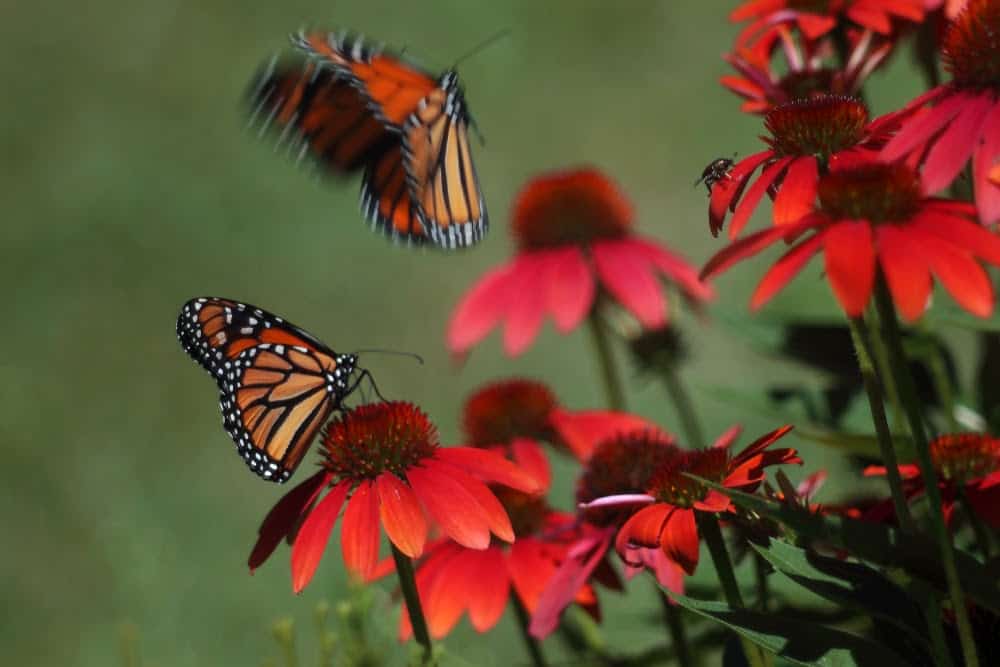 Monarch Patterns Are Changing – Here’s Why