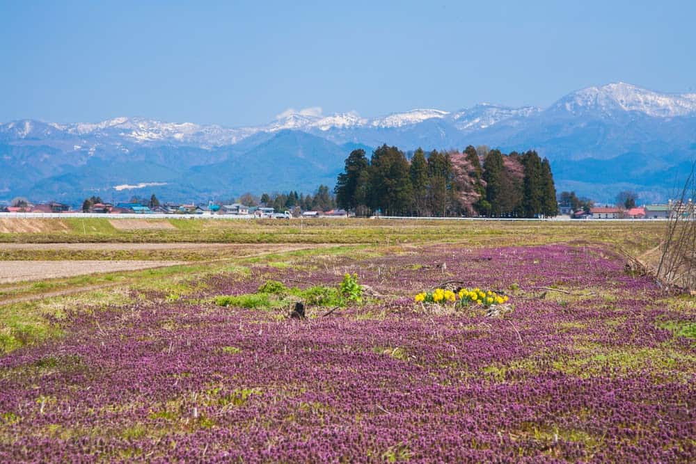 New Species Living in Fukushima, Japan’s Nuclear Accident Zone