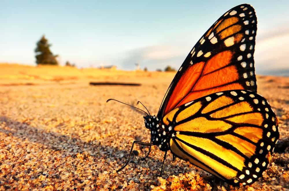 Monarch Patterns Are Changing – Here’s Why