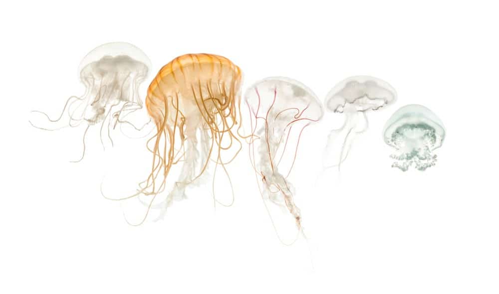 Jellyfish Snot Can Sting a Human Without Even Touching Skin