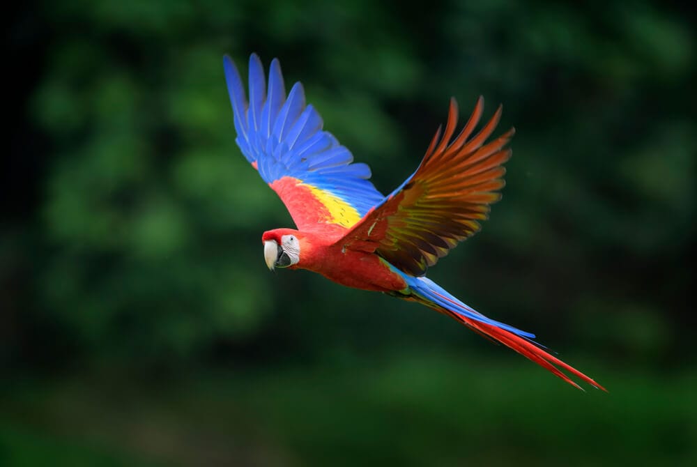 25 Incredible Bird Species Of The Amazon