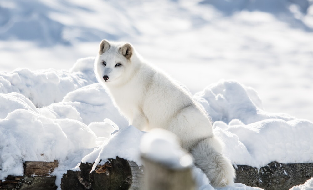 35 Amazing Animals that Live in the Coldest Waters Around the World