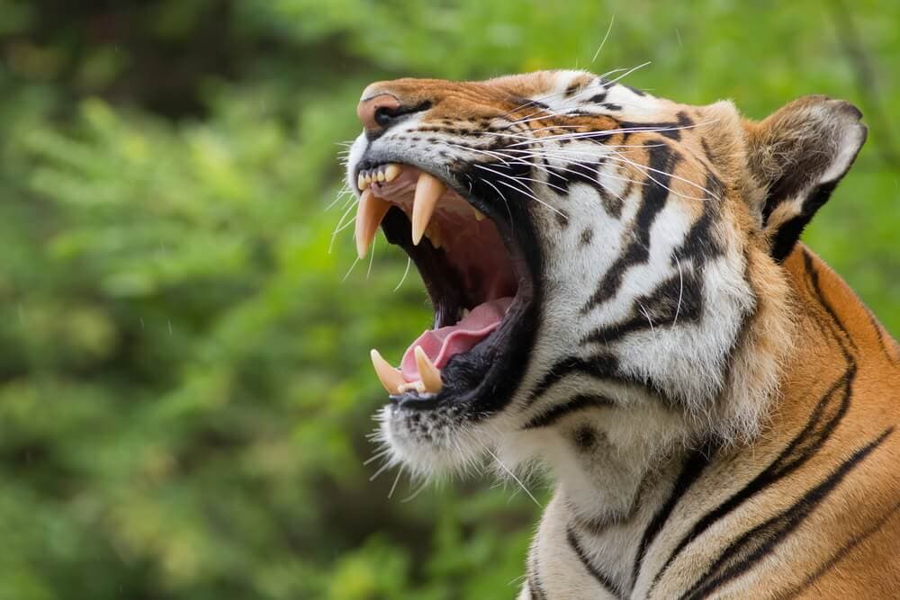 The Science Behind Why Yawning Is ‘Contagious’