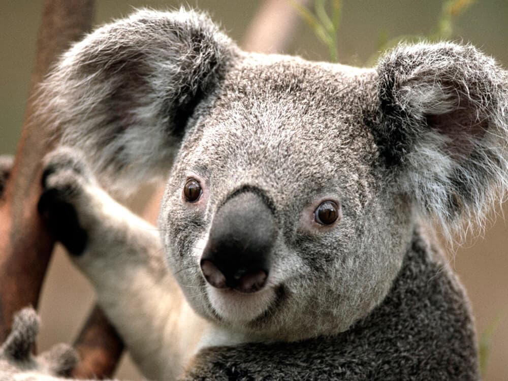 Times Koalas Were Anything But Cute