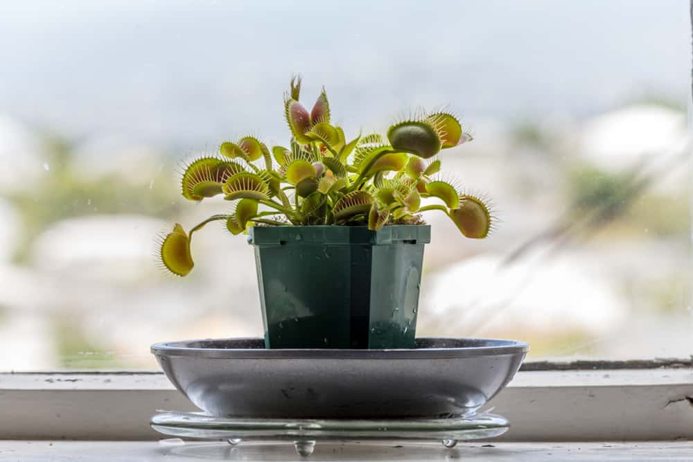 The Venus Flytrap Isn’t the Only Carnivorous Plant