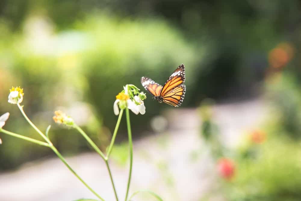 Monarch Patterns Are Changing – Here’s Why