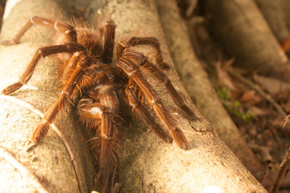 Hidden Secrets Of The Amazon Rainforest