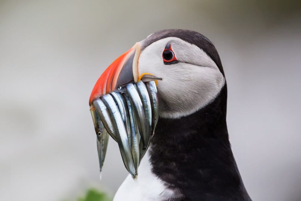 35 Amazing Animals that Live in the Coldest Waters Around the World