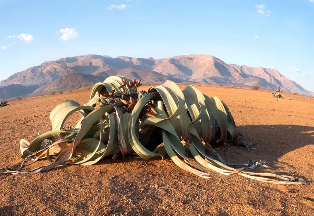 38 of the Strangest Plant Species 