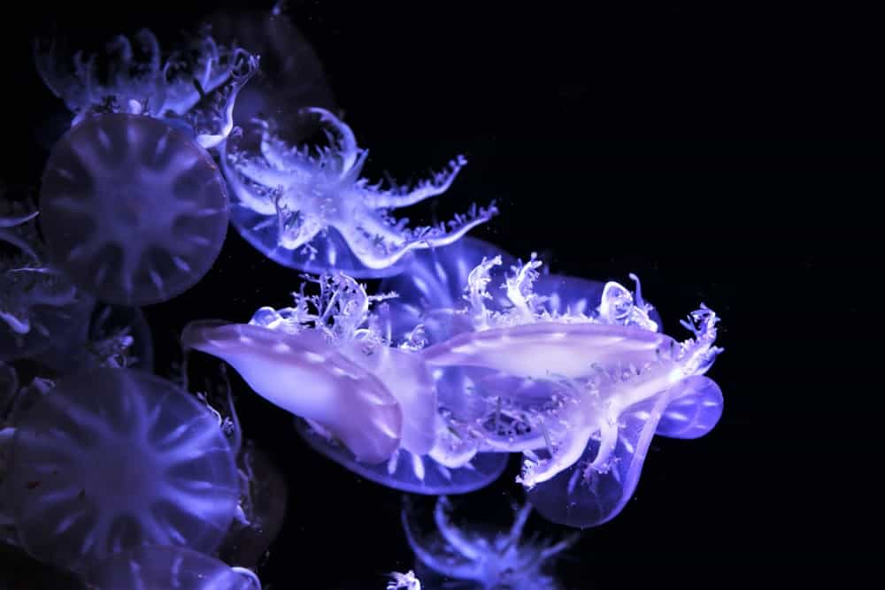 Jellyfish Snot Can Sting a Human Without Even Touching Skin