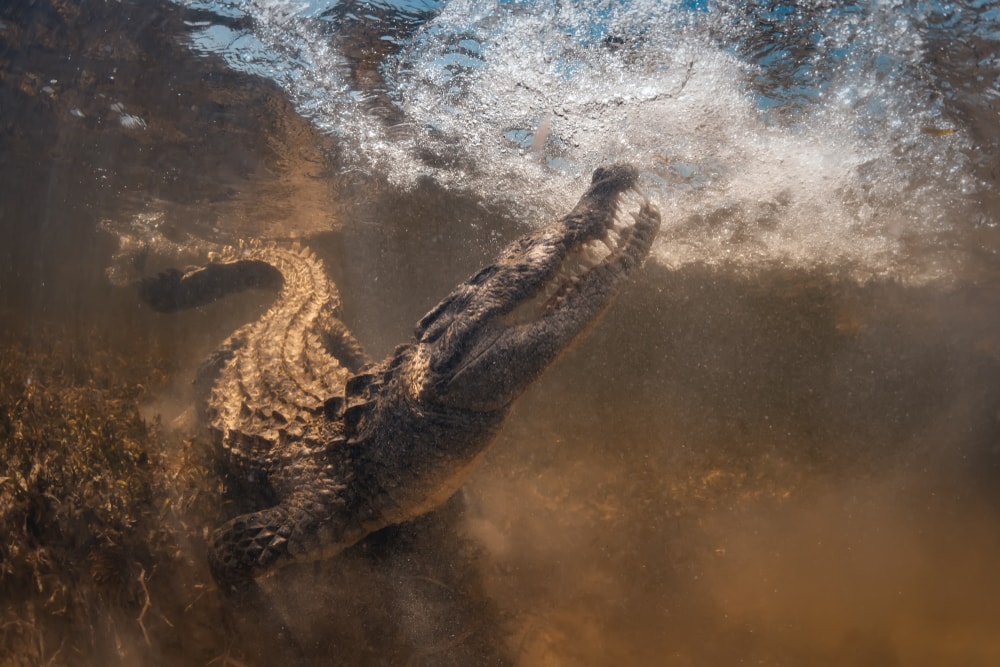 Why Saltwater Crocodiles Are The Scariest Reptile Alive