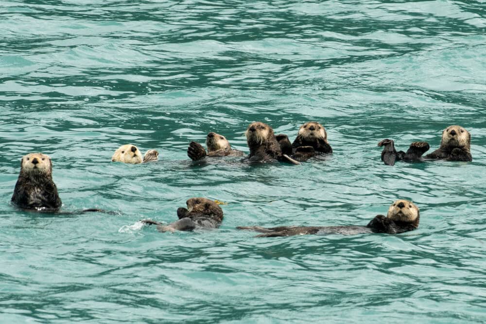 Wildlife in Alaska Puts the Continental US to Shame