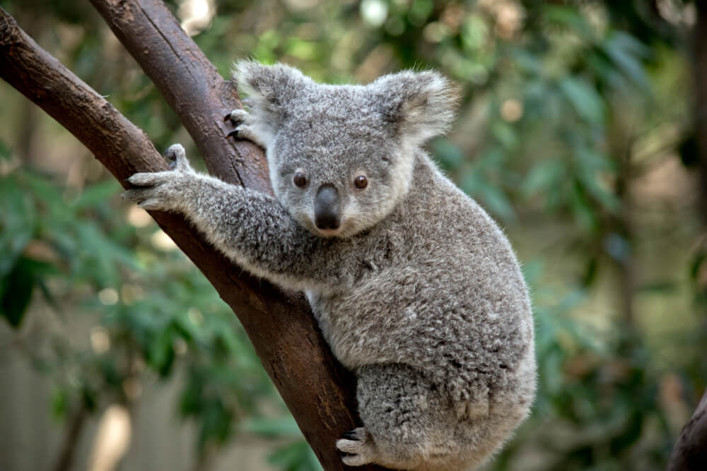 Times Koalas Were Anything But Cute