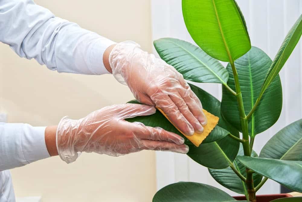 Exploring If Indoor Plants Really Improve Air Quality