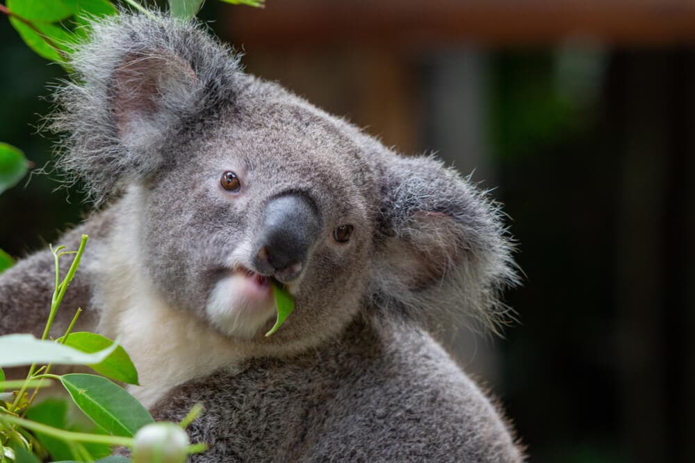 Times Koalas Were Anything But Cute