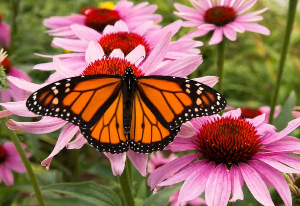 Monarch Patterns Are Changing – Here’s Why