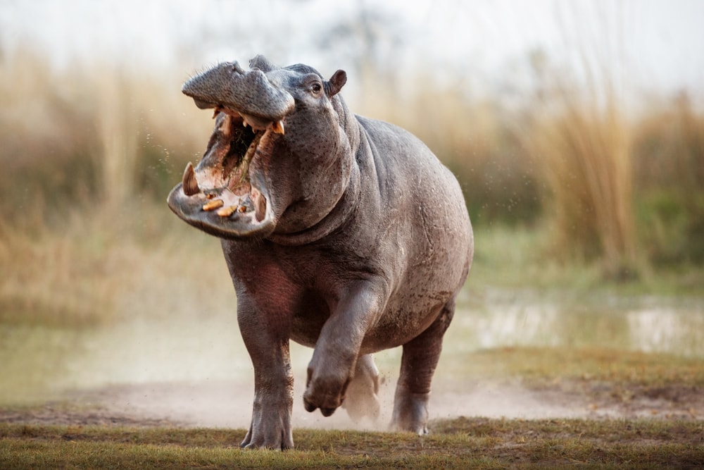 40 Times Earth’s Animals Created Nightmares