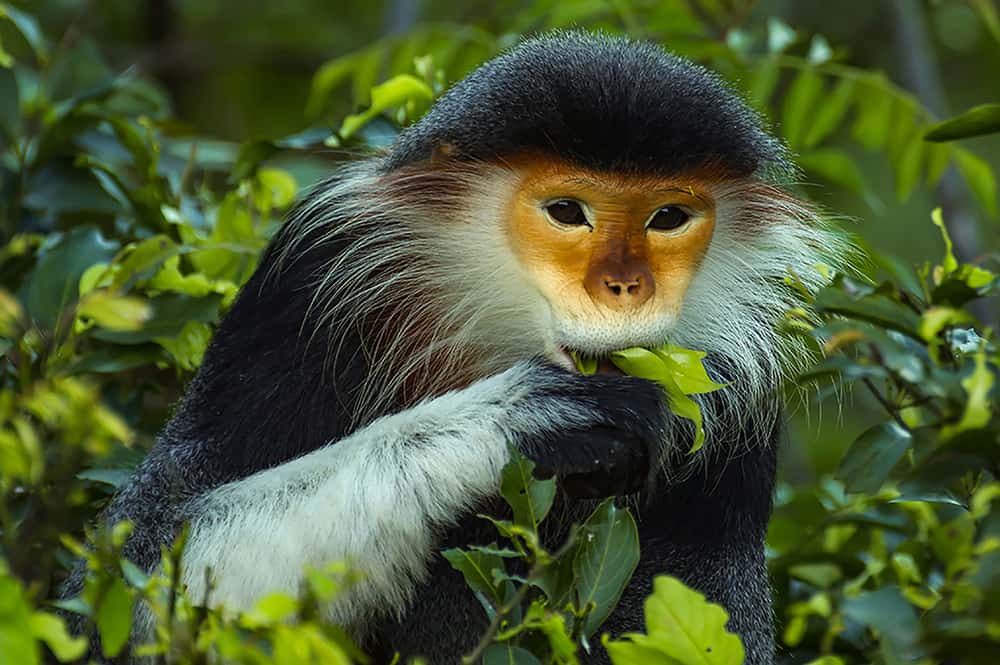 Astounding Facts About Primates that Never Cease to Amaze