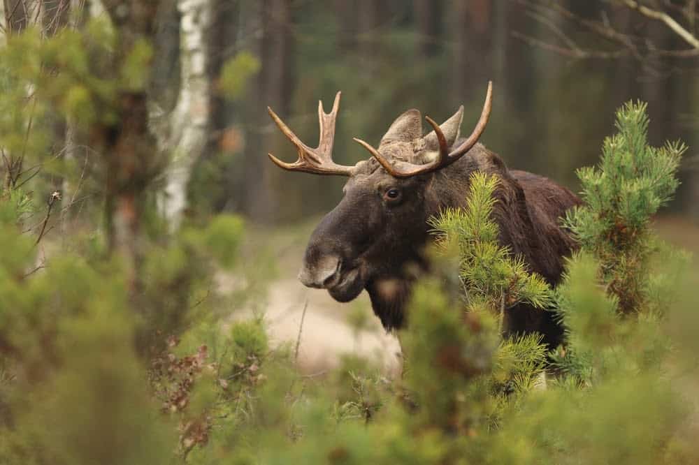 Wildlife in Alaska Puts the Continental US to Shame