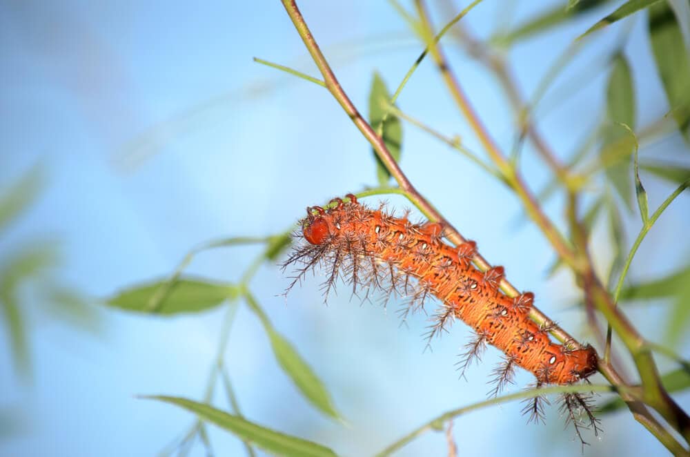 The World’s Creepiest Insects That Will Make Anybody’s Skin Crawl