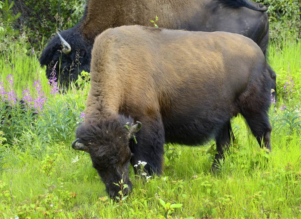 Wildlife in Alaska Puts the Continental US to Shame