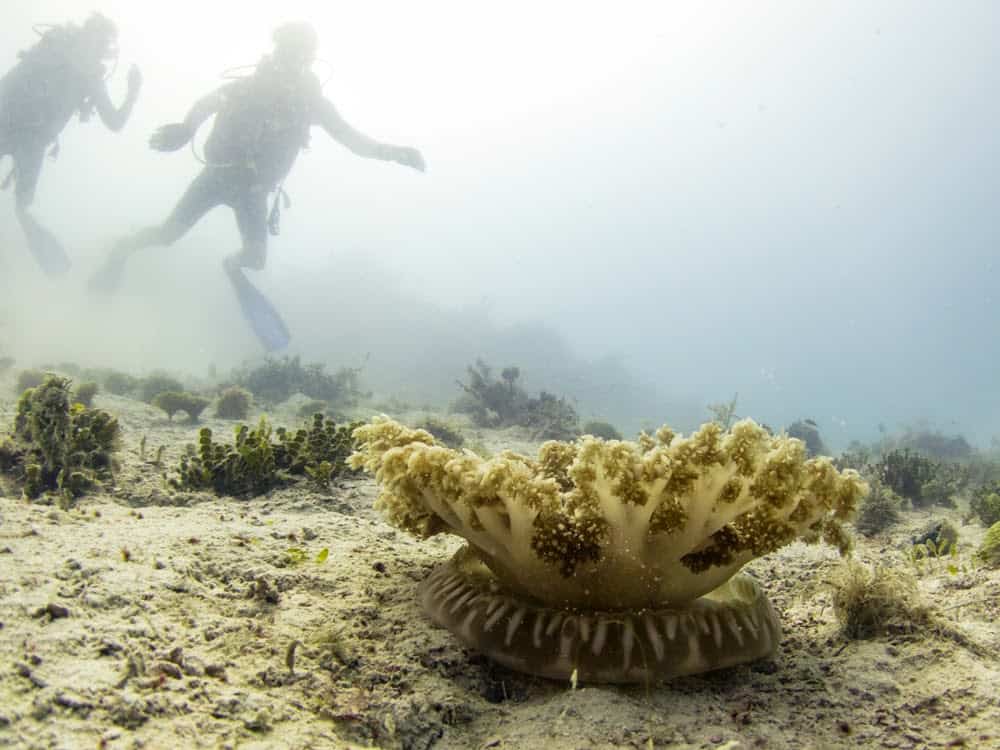 Jellyfish Snot Can Sting a Human Without Even Touching Skin