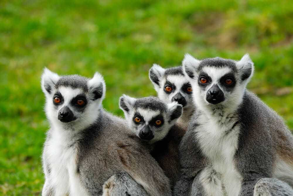 Some of these Majestic Animals Can Only be Found in Madagascar