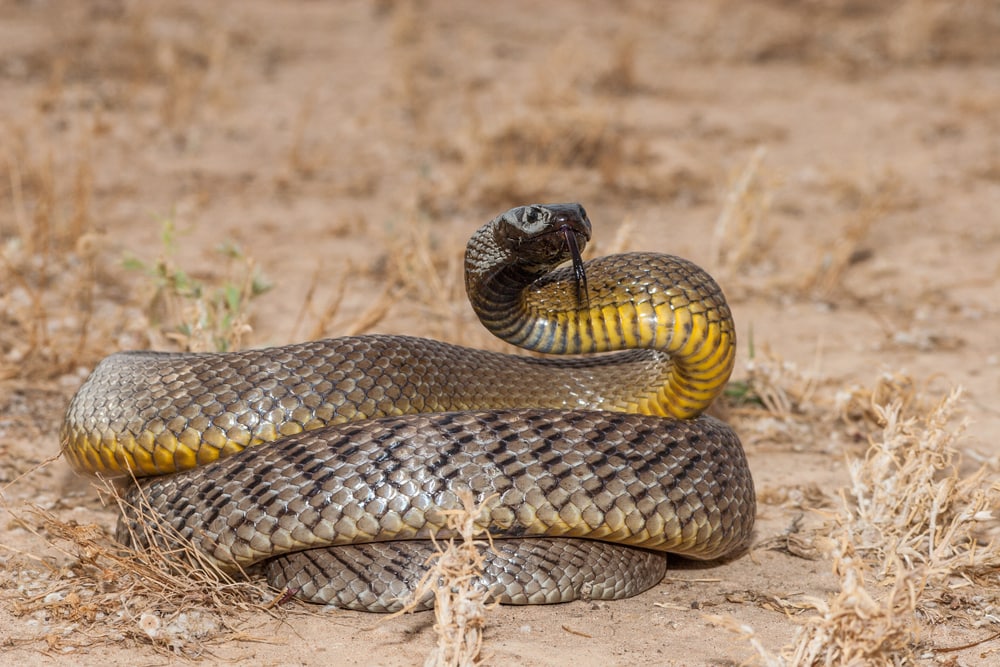 The Most Dangerous Animals In The World and Where They Like To Lurk