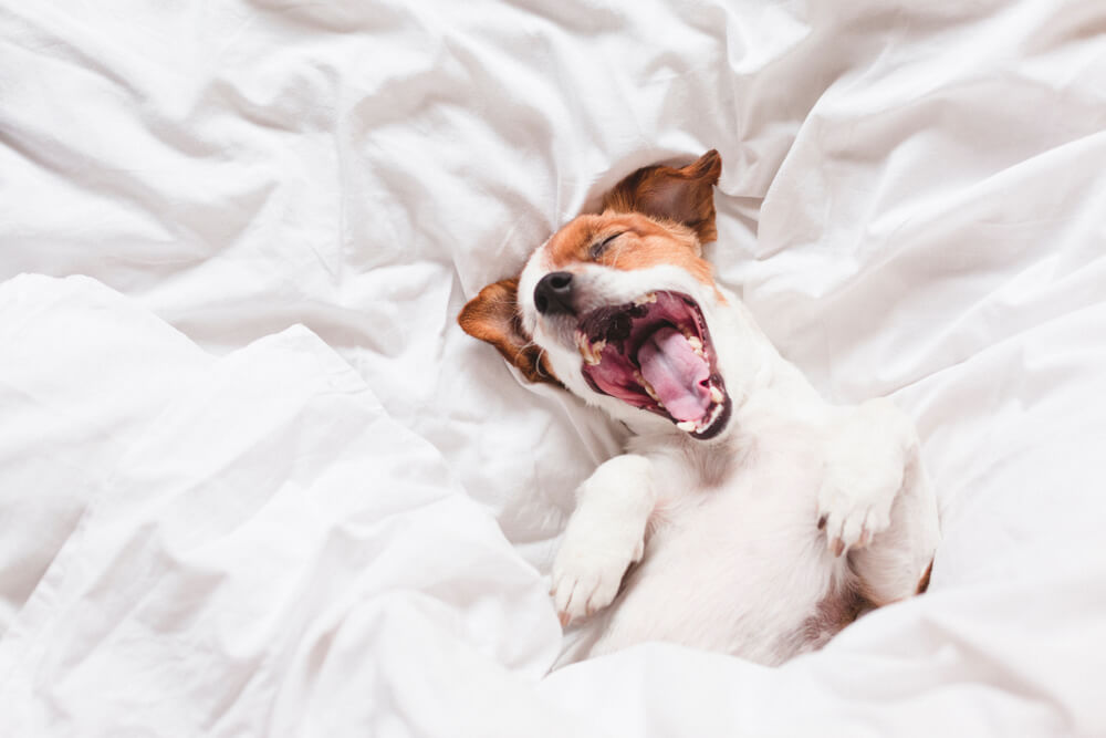 The Science Behind Why Yawning Is ‘Contagious’