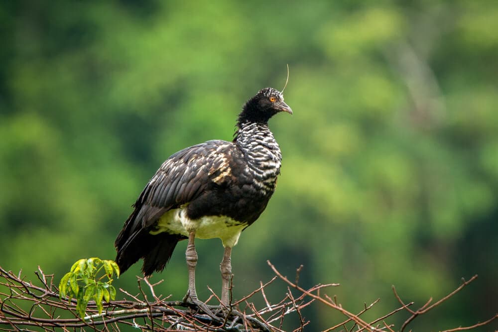 25 Incredible Bird Species Of The Amazon