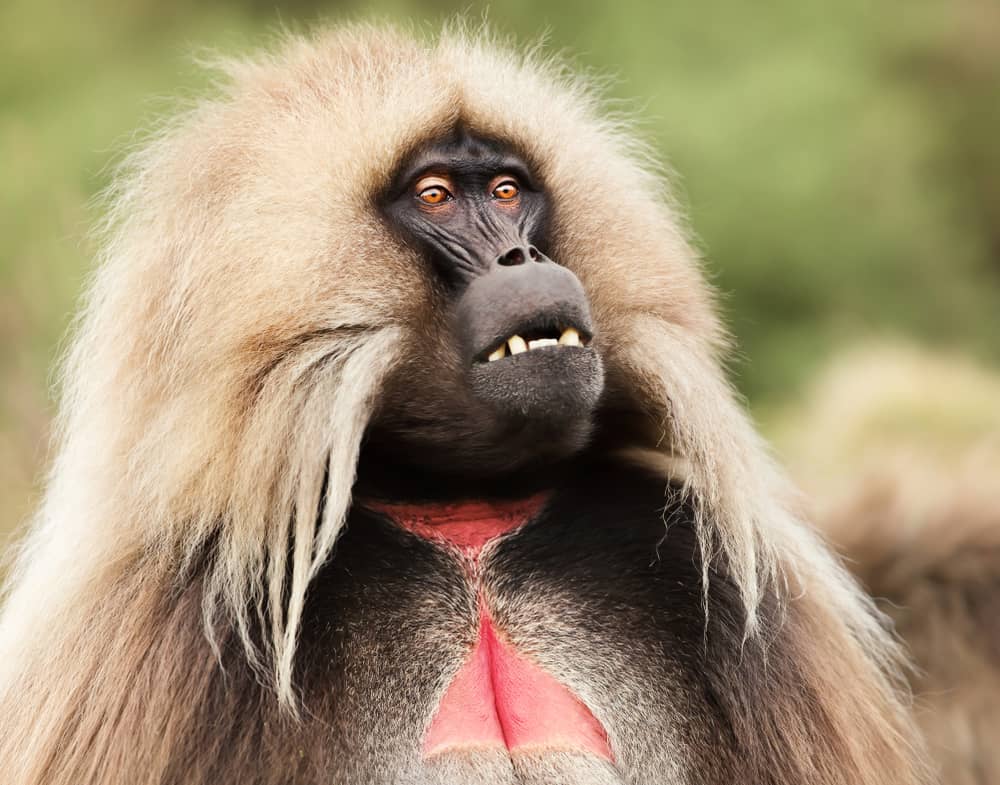 Astounding Facts About Primates that Never Cease to Amaze