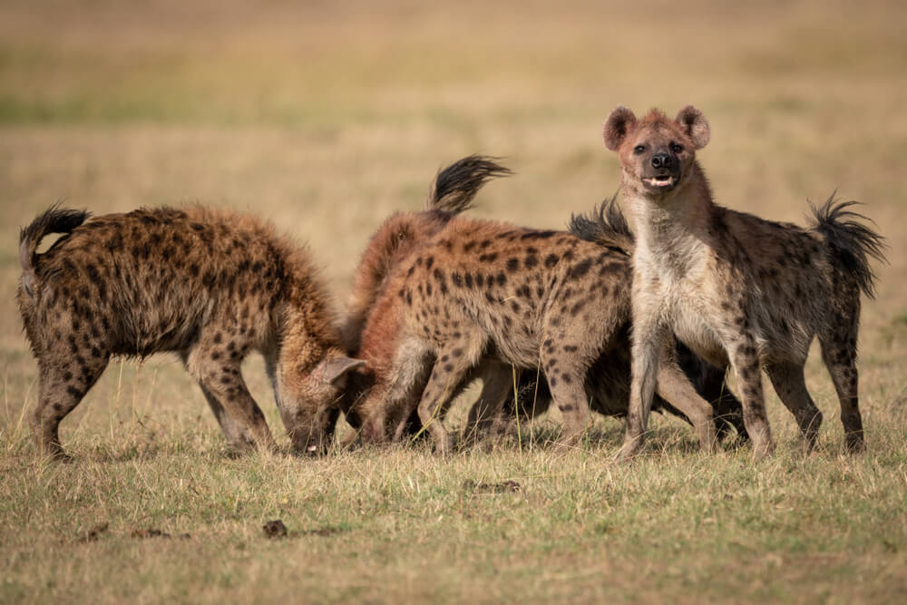 People Open Up About Their Nightmare Wildlife Safari Stories