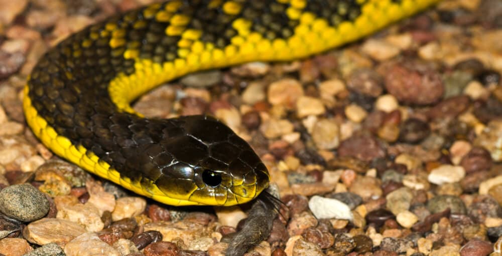 The Most Venomous Snakes On Planet Earth Today