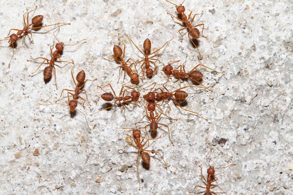 Here’s How Ants and Other Animals Find Their Way Home