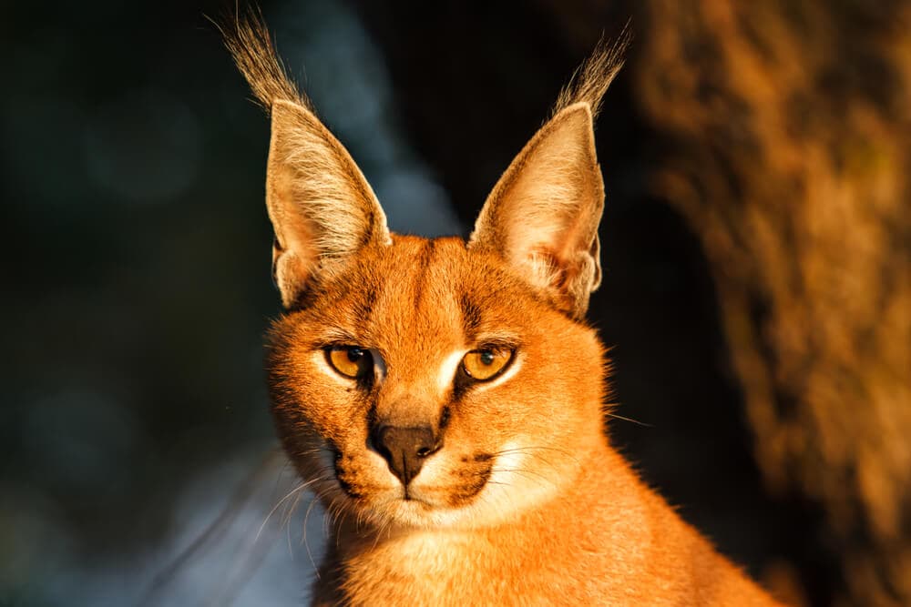 40 of the Most Impressive Predatory Cats in Nature