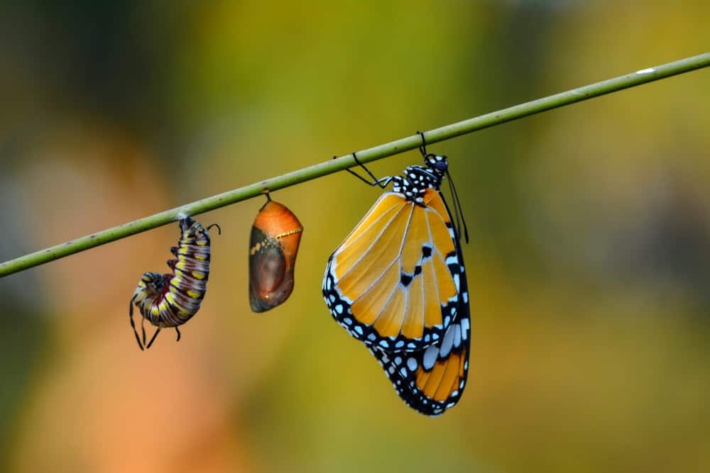 Monarch Patterns Are Changing – Here’s Why