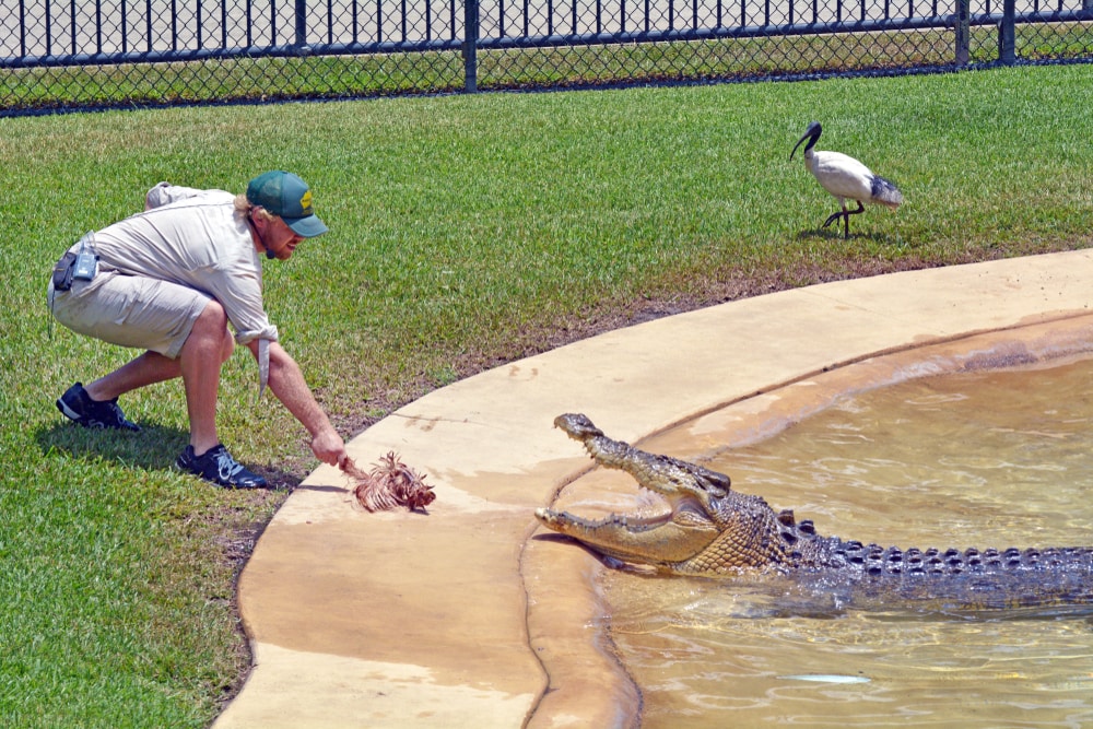 Why Saltwater Crocodiles Are The Scariest Reptile Alive