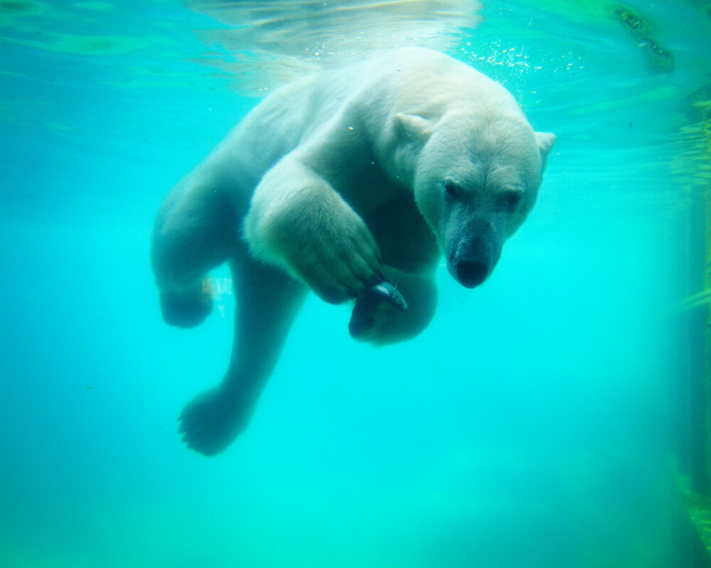 35 Amazing Animals that Live in the Coldest Waters Around the World