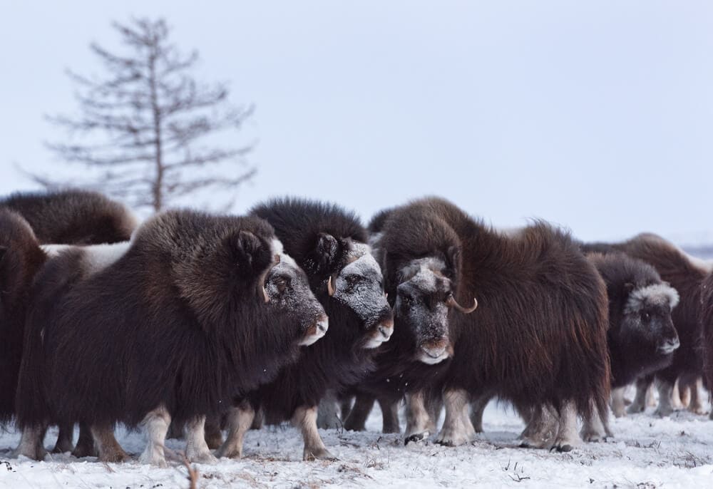 35 Amazing Animals that Live in the Coldest Waters Around the World