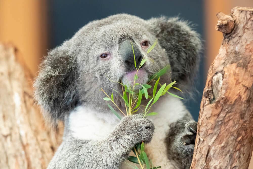 Times Koalas Were Anything But Cute