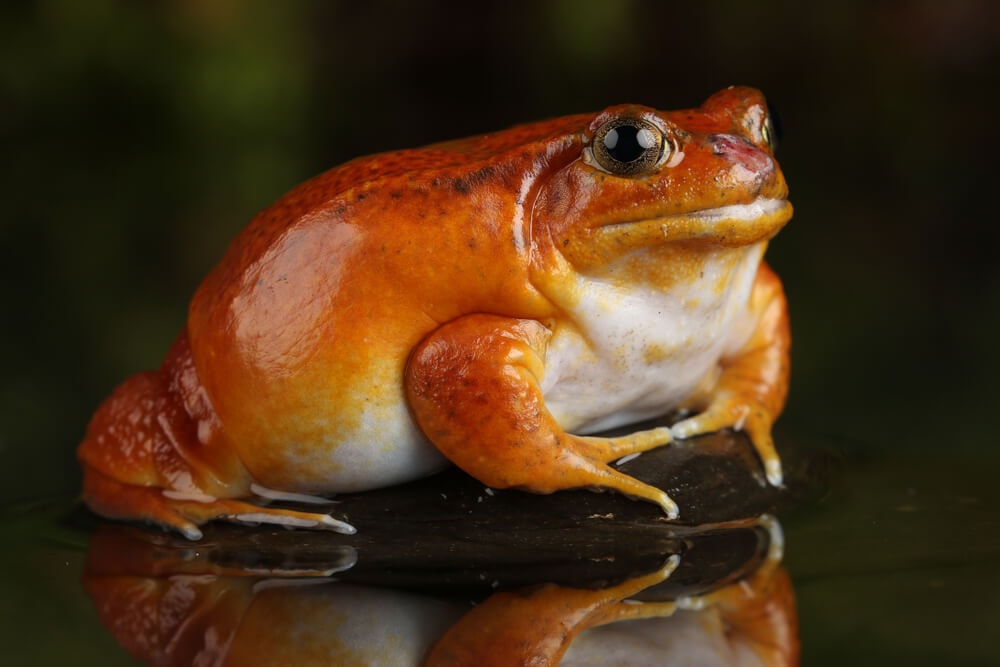 Some of these Majestic Animals Can Only be Found in Madagascar