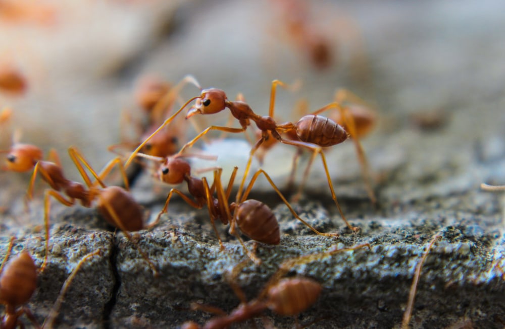 The Most Dangerous Animals In The World and Where They Like To Lurk