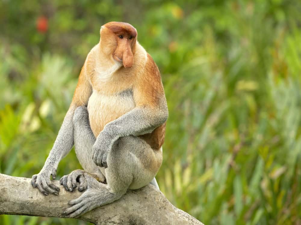 Astounding Facts About Primates that Never Cease to Amaze