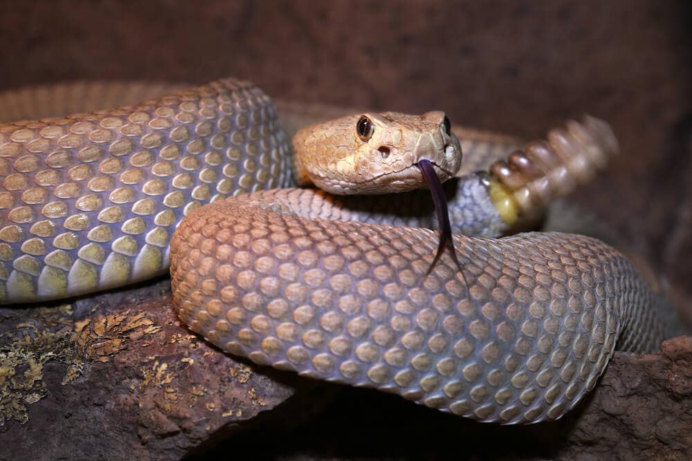 The Most Venomous Snakes On Planet Earth Today