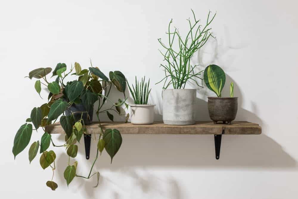 Exploring If Indoor Plants Really Improve Air Quality