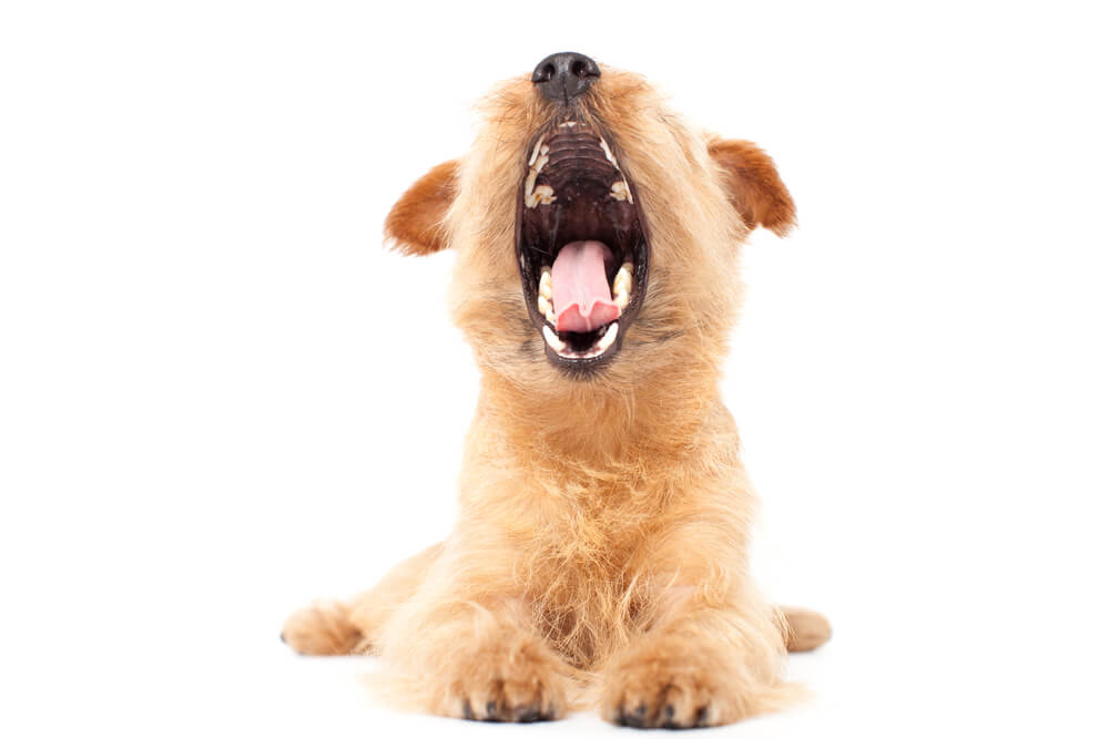 The Science Behind Why Yawning Is ‘Contagious’