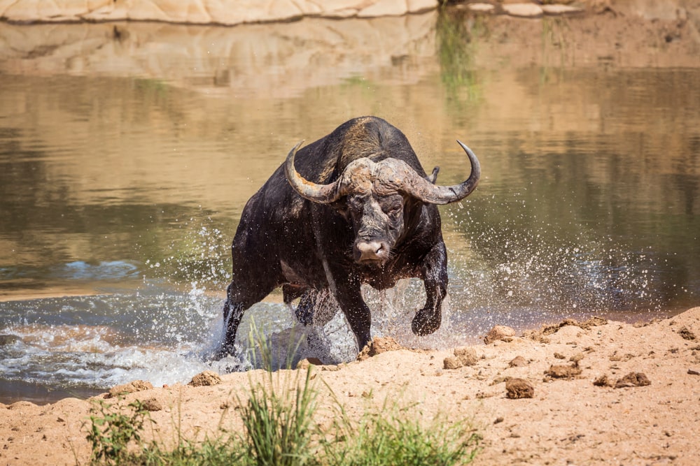 The Most Dangerous Animals In The World and Where They Like To Lurk