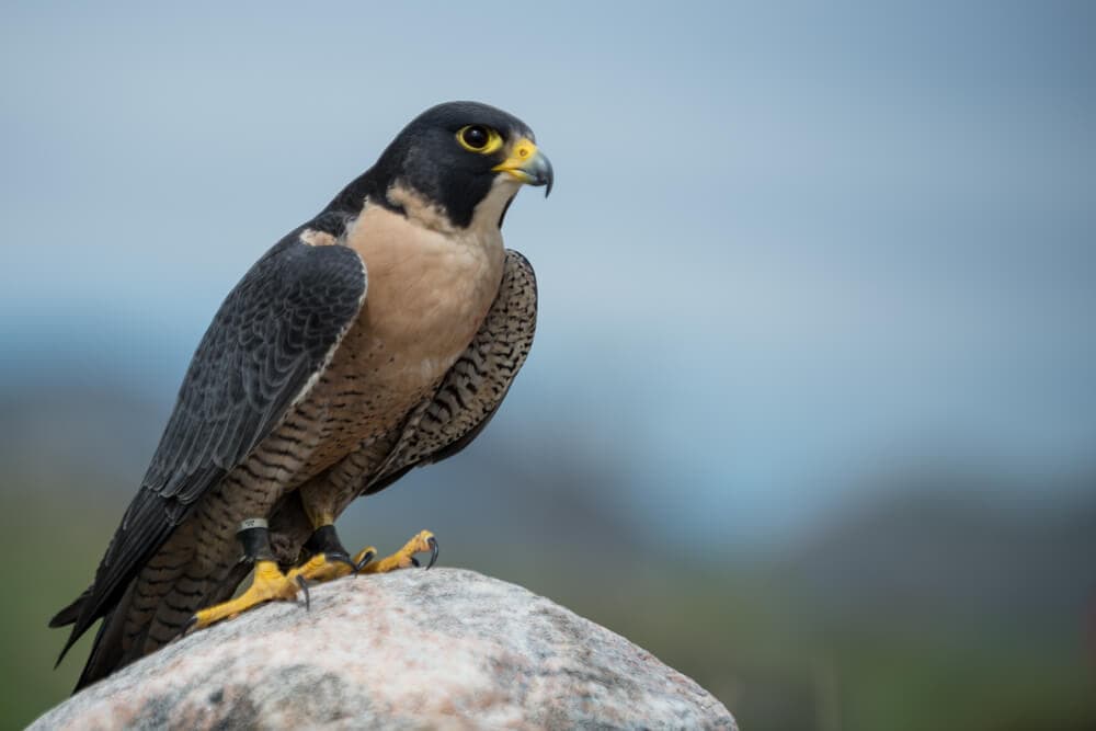 The Fastest Animals on the Planet Today