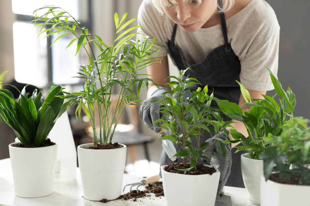 Exploring If Indoor Plants Really Improve Air Quality