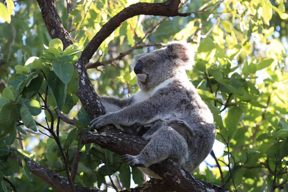 Times Koalas Were Anything But Cute